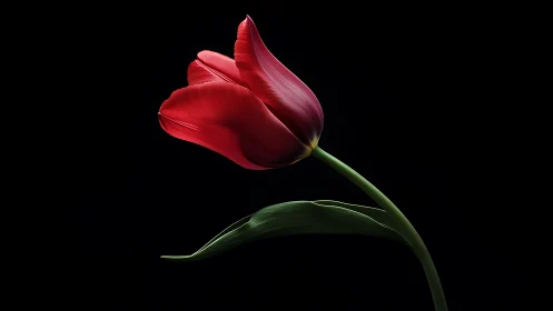 Red Tulip with Curved Green Stem Against Black Background