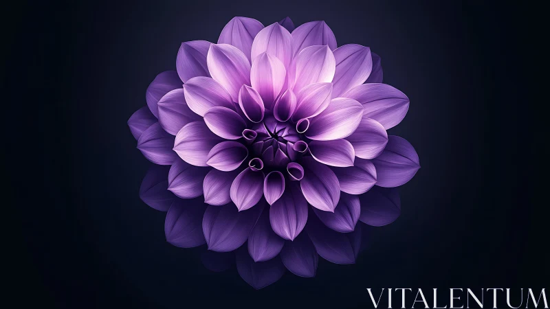 Purple Dahlia Blooms in Radiant Complexity Against Void