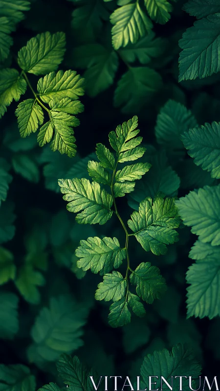 Close-up view of green compound leaves with soft lighting.