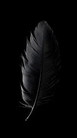 Midnight feather drifting through a pool of carved shadow.