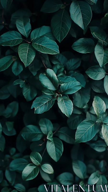 Moody green foliage captures tranquil, shadowed garden calm