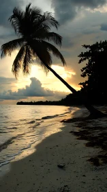 Backlit tropical shoreline with leaning palm under stormy sunset sky