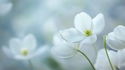 Delicate white anemone flowers blooming in soft, dreamy light