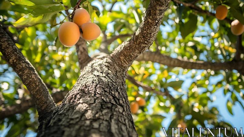 Ripe Loquat Fruits on Tree Branch in Sunlit Orchard Photography.