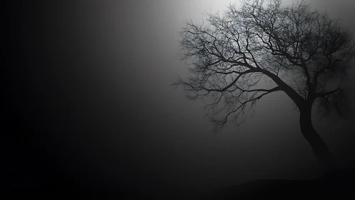 Backlit leafless tree silhouette reveals dense branching network