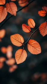 Macro study of autumn beech leaves on dark bokeh ground.