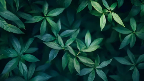 Photorealistic verdant foliage with radial leaf architecture.