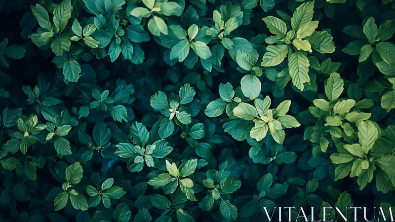 Top view of dense green foliage with varied leaf tones.