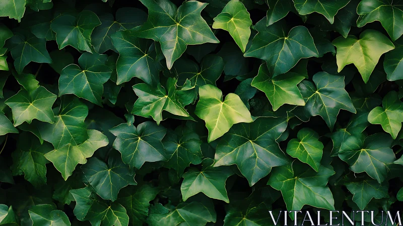 Dense ivy foliage fills frame with overlapping green leaves