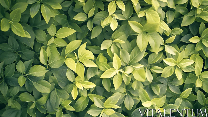 Lush green foliage background with layered fresh leaves.