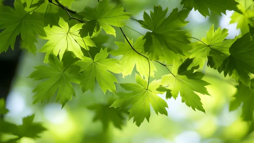 Sunlit green maple leaves create bright layered canopy