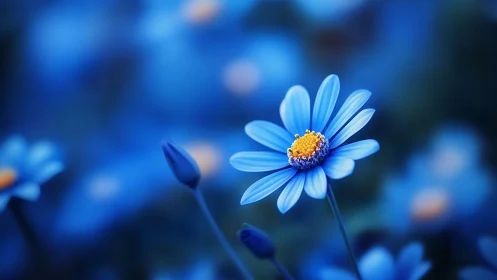 Dreamy Blue Daisy in Soft Focus Garden.