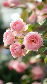 Garden's Blush: Romantic Pink Roses in Radiant Sunlight.