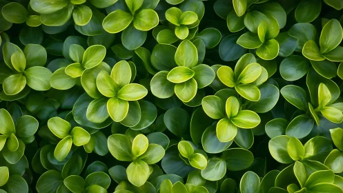 Glossy green foliage pattern with radial leaf clusters.