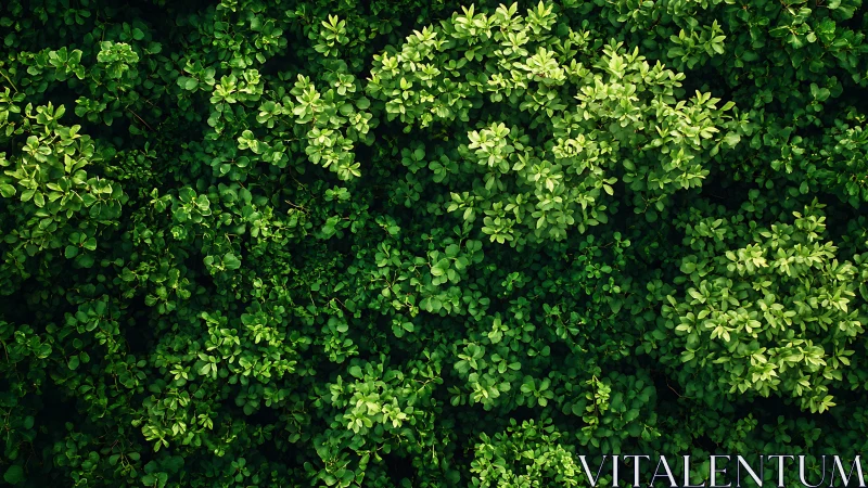 Dense Green Foliage Canopy with Luminous Yellow-Green Leaf Clusters