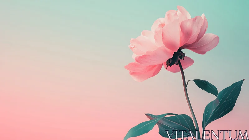 Pink peony flower against gradient sky background