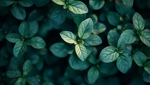 Mint leaves cluster in moody teal macro lighting study.