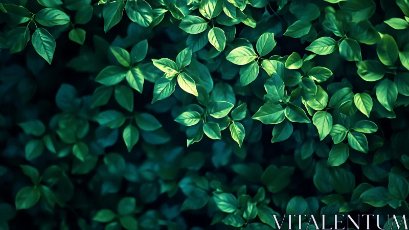 Gentle green leaves glow softly in a calm forest light