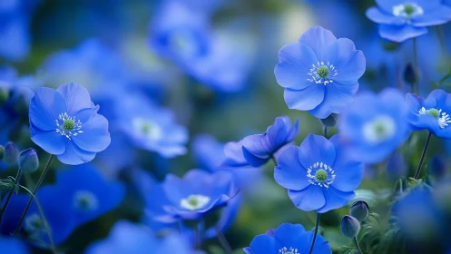 Cerulean Dreams: Delicate Blue Flowers in Focus.