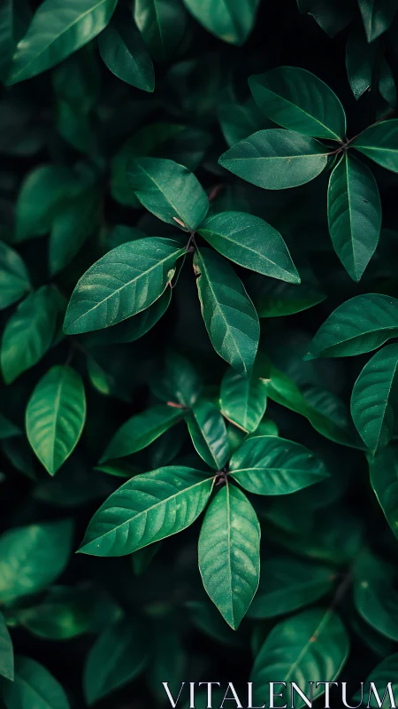 Moody closeup foliage with layered deep green leaves.