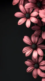 Pink Daisies Bloom Beautifully Against a Dark Background