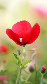 Red poppy flower in soft focus spring meadow closeup.