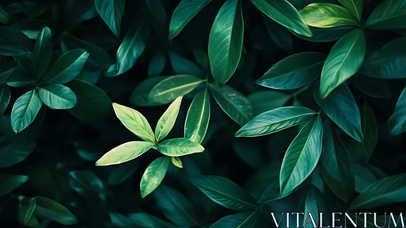 Lush green foliage with central illuminated leaf cluster.