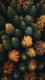 Autumn canopy kaleidoscope from a quiet forest skywalk.