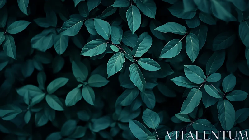 Gently layered teal leaves in a calm, softly shadowed garden.