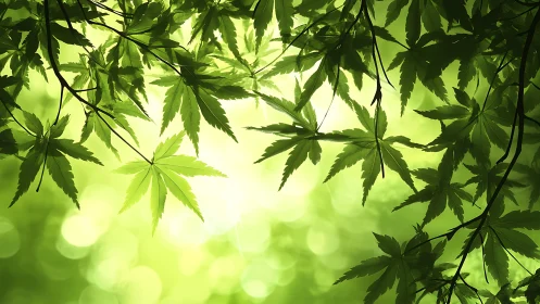 Backlit maple foliage forms layered canopy with bokeh glow