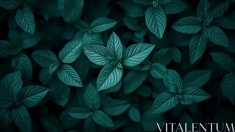 Top-view macro study isolates textured mint leaves in teal