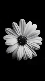 Graceful Daisy in Black and White Simplicity.