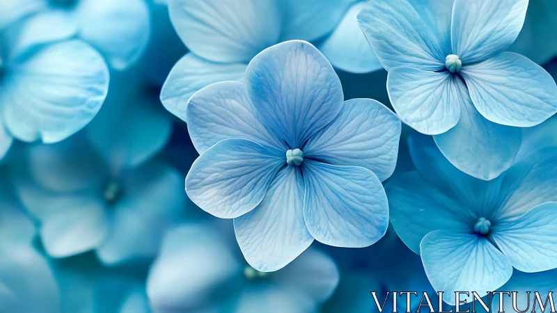 Blue Four-Petaled Flowers in Shallow Focus.