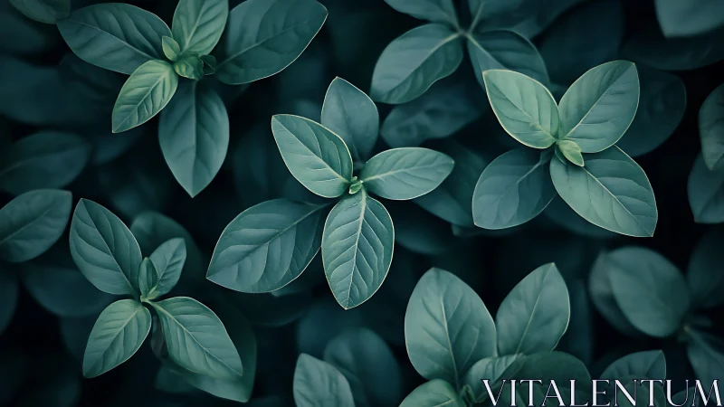 Overhead camera view records clustered broadleaf foliage