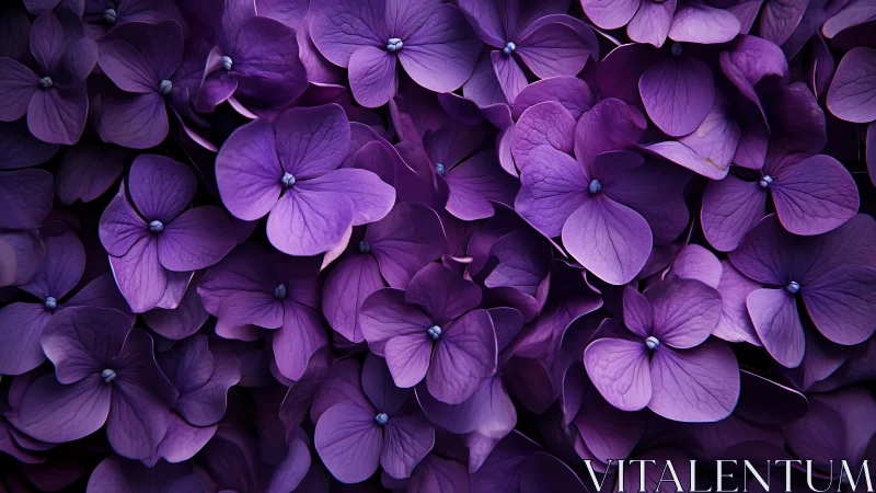 Purple Hydrangea Cluster Blooms Densely Packed