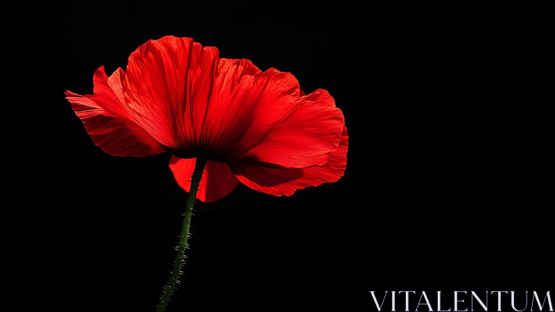 Red Poppy Bloom. Delicate petals against darkness. Backlit.