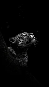 Leopard gazes upward in dramatic black background contrast