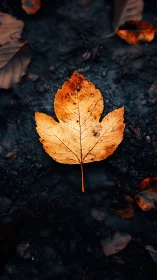 Macro autumn leaf study on wet forest ground surface.