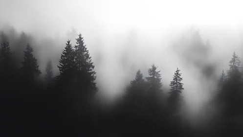 Coniferous forest obscured by dense atmospheric moisture and fog.