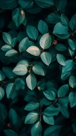 Moody teal foliage glows softly against deep shadowed greens.