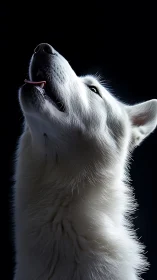 White husky dog in dramatic side profile on dark background.