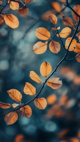 Golden autumn leaves contrast against deep teal bokeh.