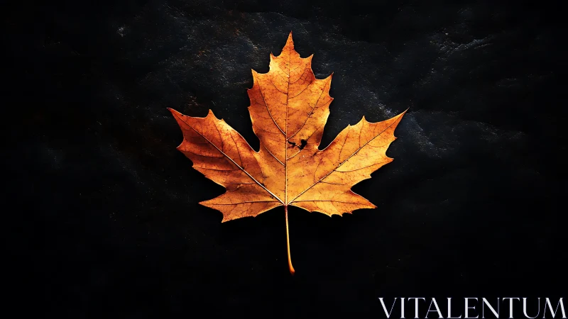 Golden autumn maple leaf glows gently on a dark backdrop