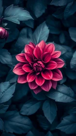 Vibrant Pink Dahlia Blooming in Moody Teal Foliage