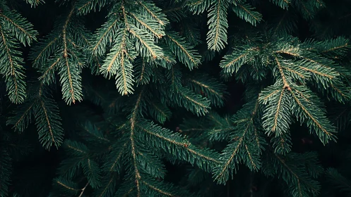 Close-up of lush pine tree branches in natural moody lighting.