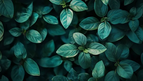 Gentle green leaves spread a calming carpet of quiet growth