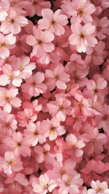Dense clustering of pink blooms with visible stamens and layered petals.