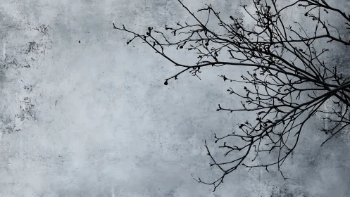 Bare Winter Branches Against Grunge Grey Textured Background.