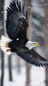 Bald eagle soars through winter forest snowfall in flight.