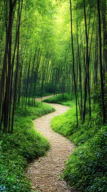 Bamboo Grove Path: Nature's Peaceful Sanctuary.